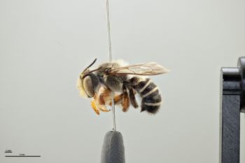 Media type: image;   Entomology 785982 Aspect: habitus lateral view